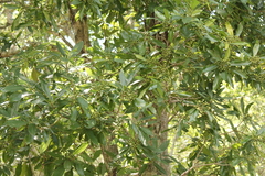 Pittosporum floribundum